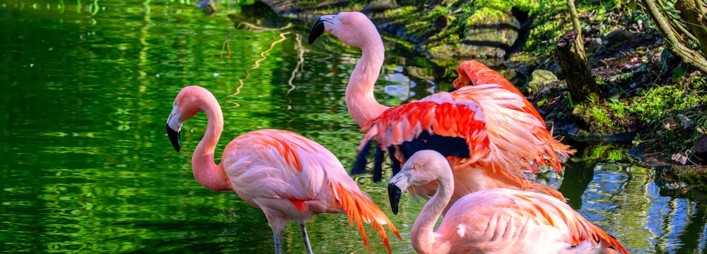Chileflamingos im Übergangsquartier auf der Vogelwiese im Zoo Zürich.