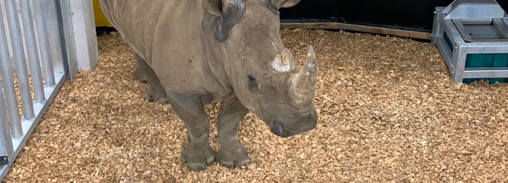 Breitmaulnashorn in der Quarantäne im Zoo Zürich.