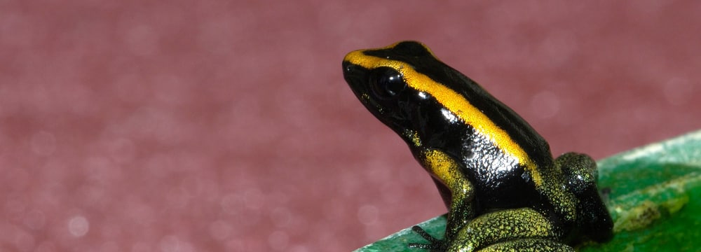 Goldener Pfeilgiftfrosch im Zoo Zürich.