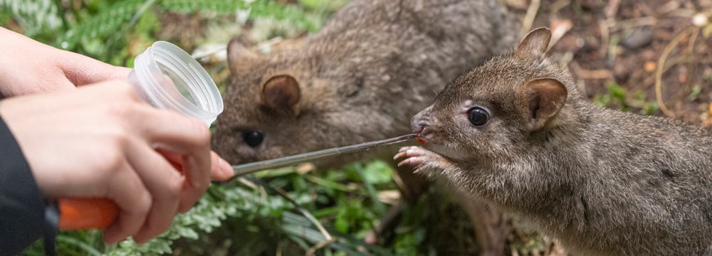 Zwei Bürstenschwanz-Rattenkängurus beim Target-Training im Zoo Zürich.