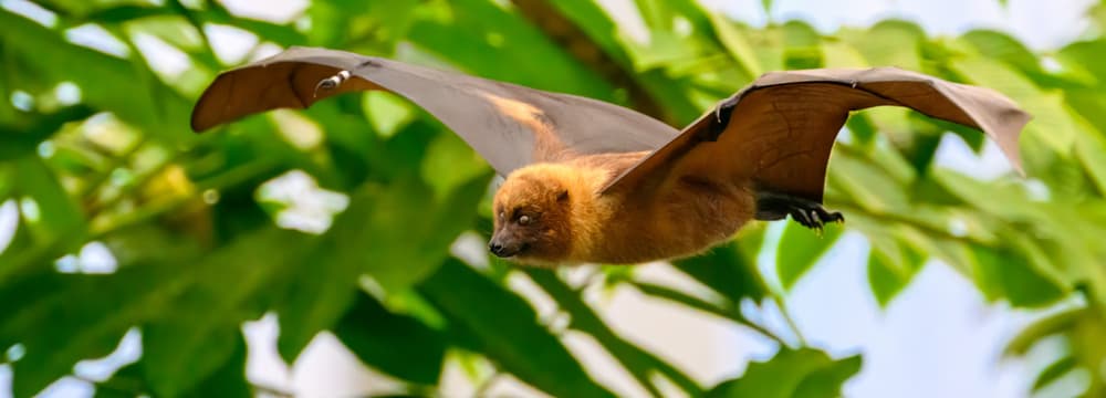 Rodrigues-Flughund im Masoala Regenwald des Zoo Zürich.