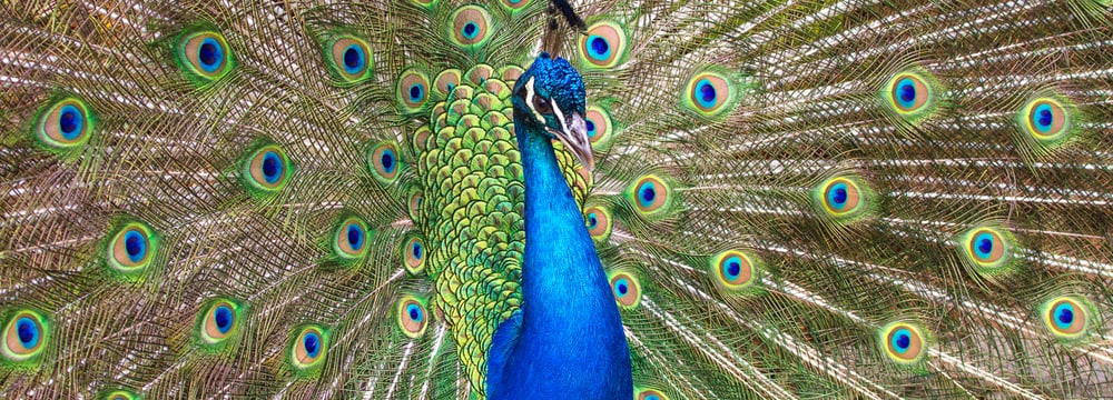 Blauer Pfau im Zoo Zürich