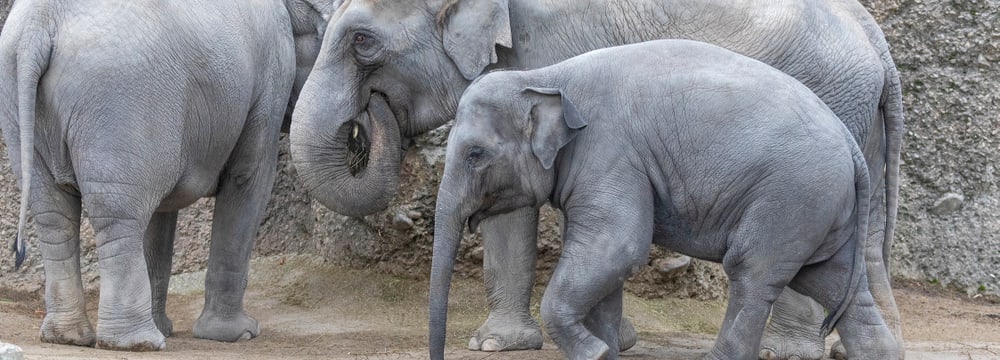 Asiatische Elefanten Farha, Ceyla-Himali und Ruwani im Kaeng Krachan Elefantenpark im Zoo Zürich.