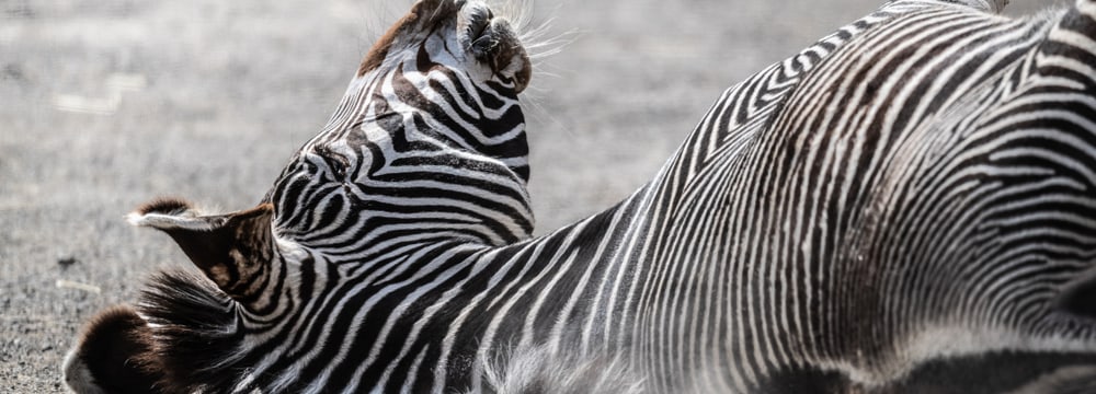 Grevyzebra