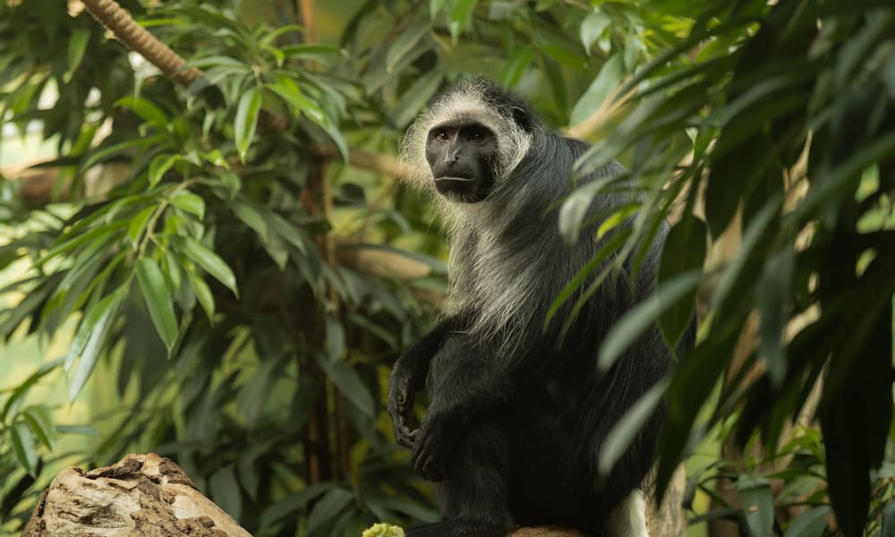 Bärenstummelaffe (Colobus polykomos).
