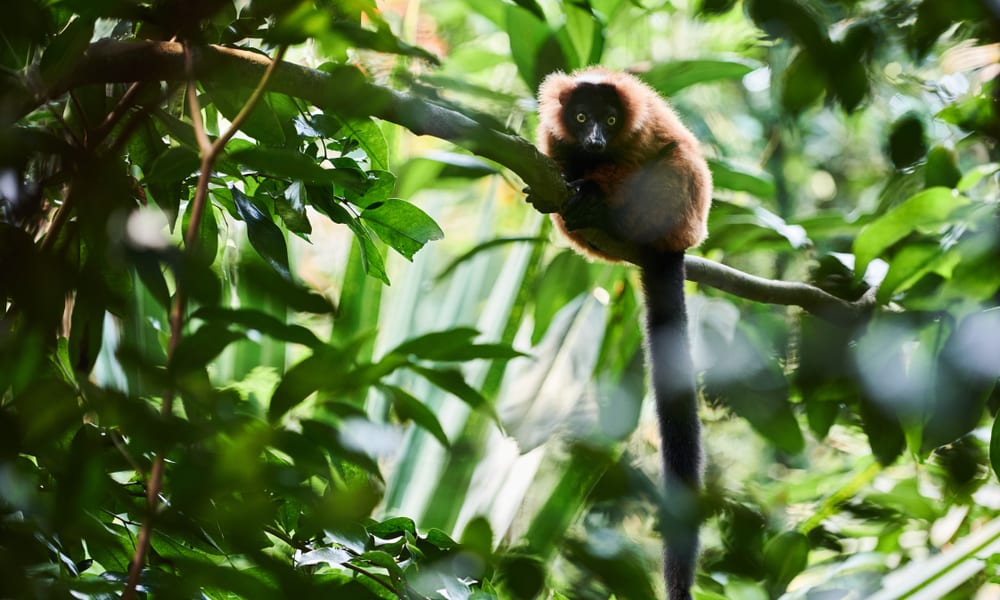 Roter Vari im Masoala Regenwald des Zoo Zürich.