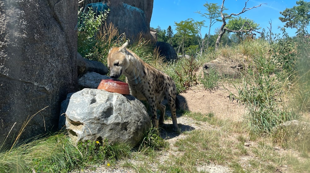 Tüpfelhyäne Tesi mit Futterglace in der Lewa Savanne des Zoo Zürich.
