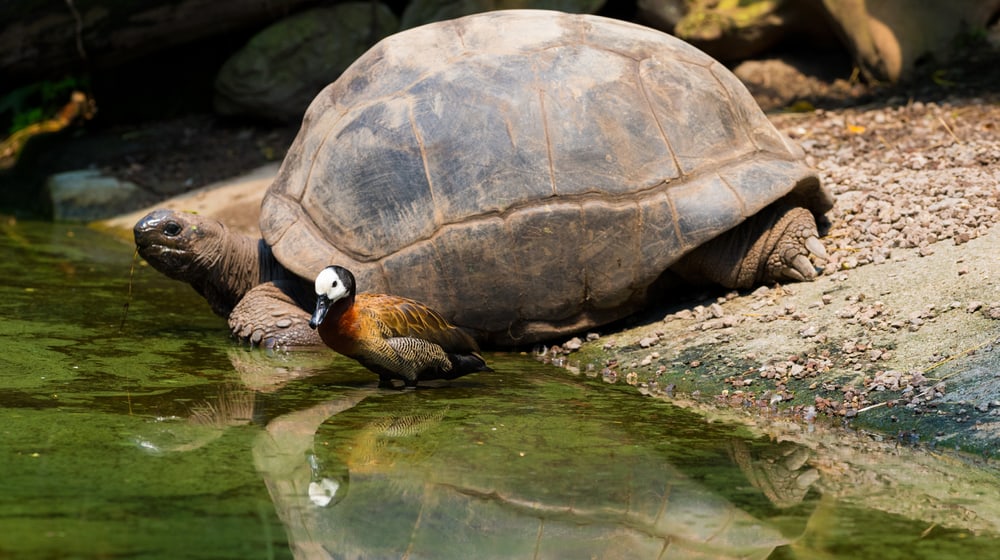 Aldabra Riesenschildkröte