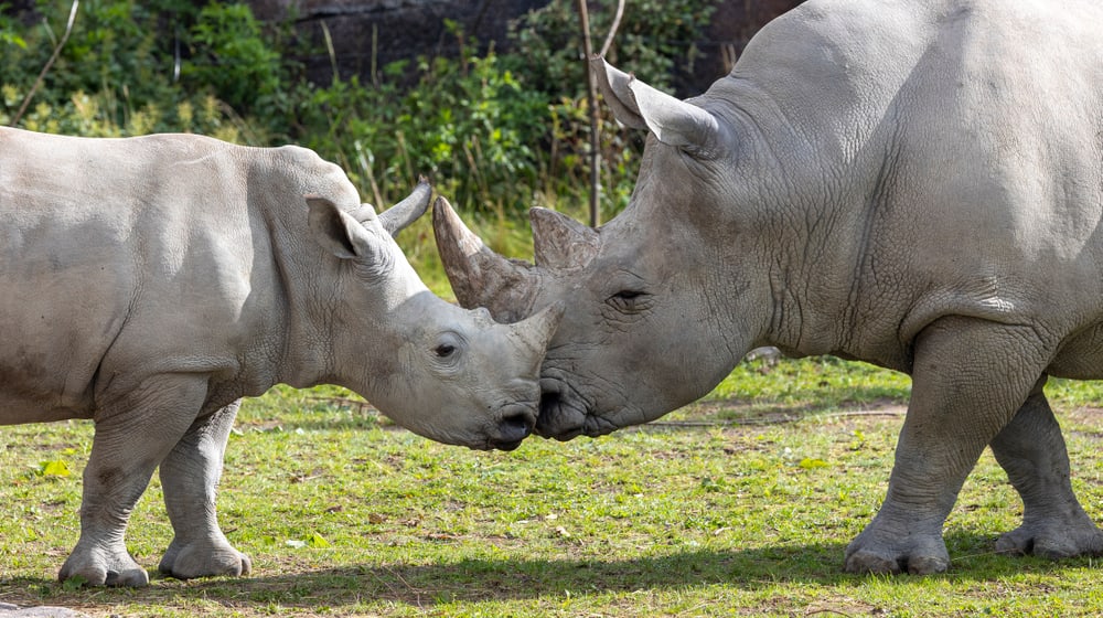Südliche Breitmaulnashörner Ushindi (l.) und Kimba in der Lewa Savanne des Zoo Zürich.