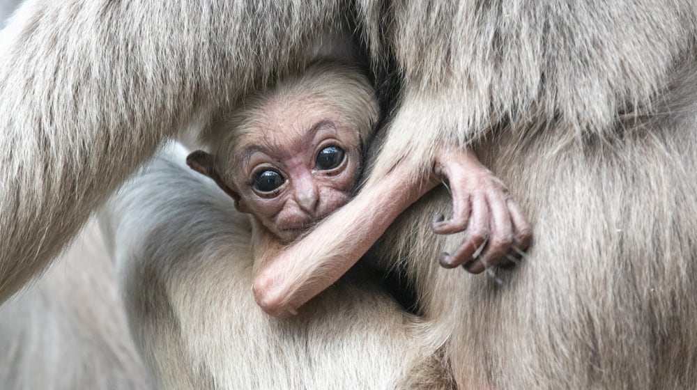 Junger Kappengibbon im Zoo Zürich.