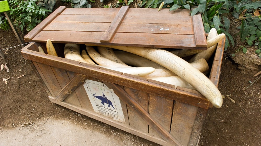 Elfenbein in der Naturschutzausstellung im Kaeng Krachan Elefantenpark.