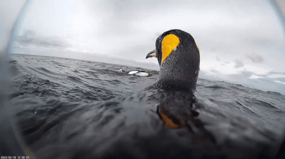 Ein Königspinguin schwimmt in der Magellanstrasse.