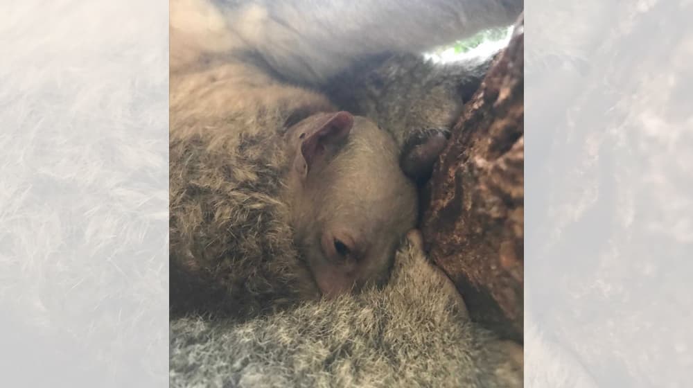 Joey von Koala Pippa im Zoo Zürich.