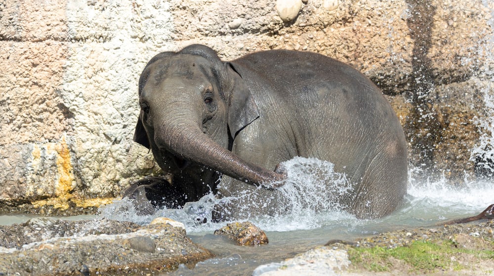 Asiatische Elefantenkuh Omysha beim Baden im Kaeng Krachan Elefantenpark des Zoo Zürich.
