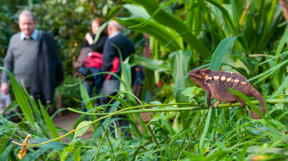 Masoala Regenwald im Zoo Zürich