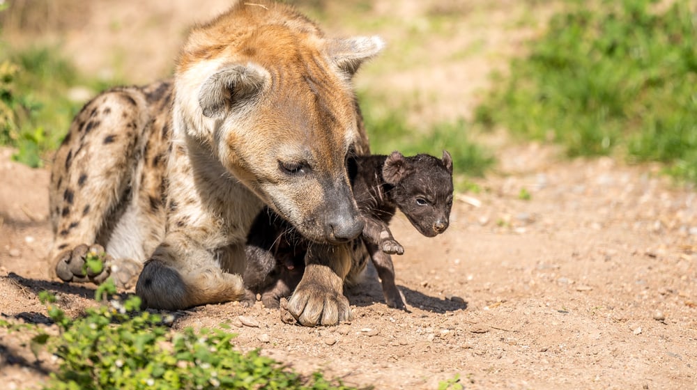 Tüpfelhyäne Tesi mit Jungtier in der Lewa Savanne des Zoo Zürich.