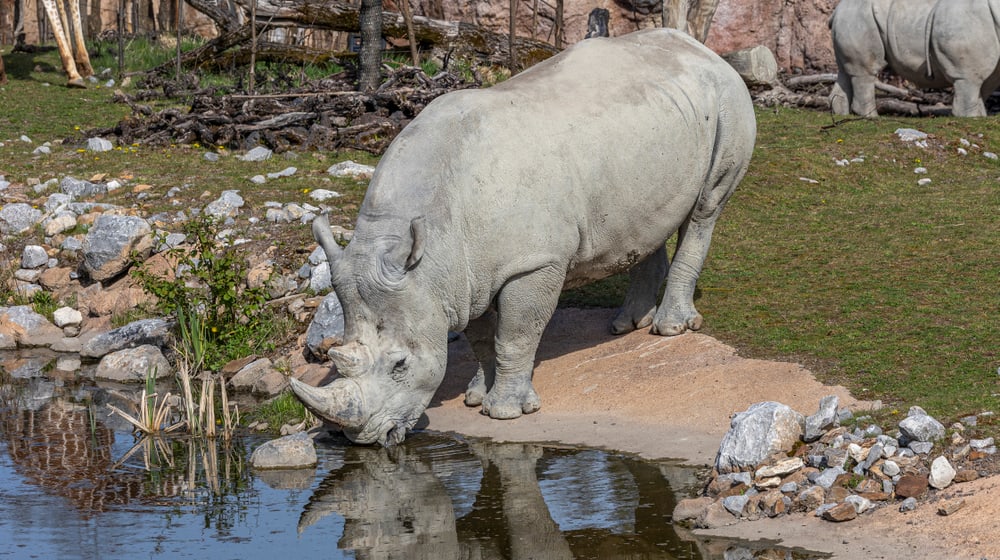 Südliches Breitmaulnashorn Kimba trinkt am Wasserloch in der Lewa Savanne des Zoo Zürich.