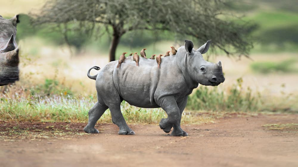Werbesujet Zoo Zürich Öffentlicher Verkehr 2020.