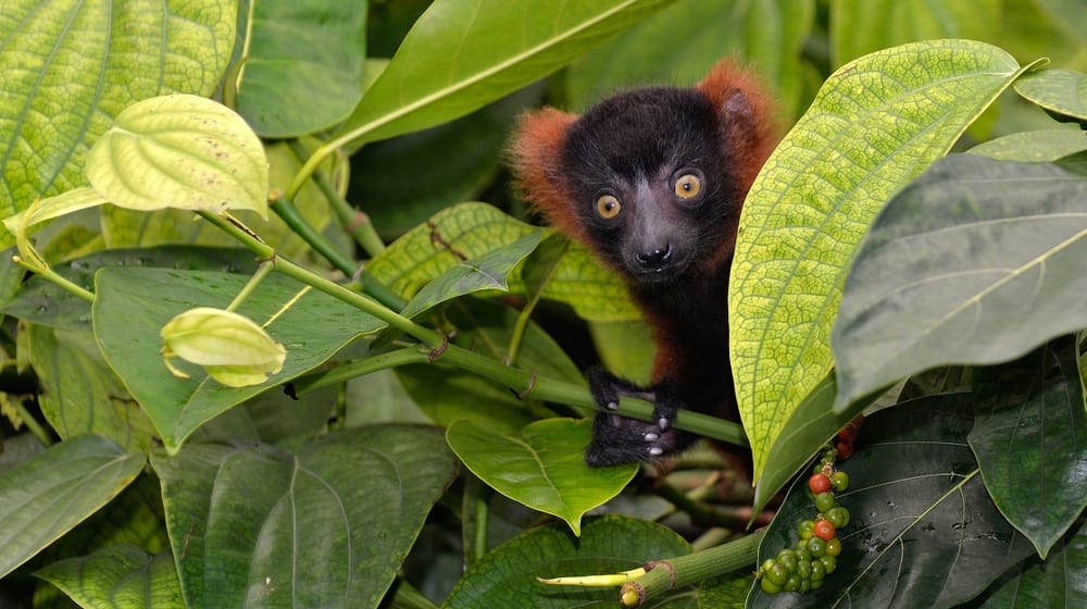 Junger Roter Vari im Masoala Regenwald im Zoo Zürich.