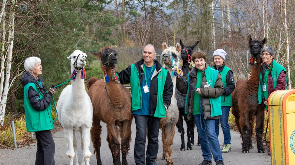 Freiwilligenteam Lamas