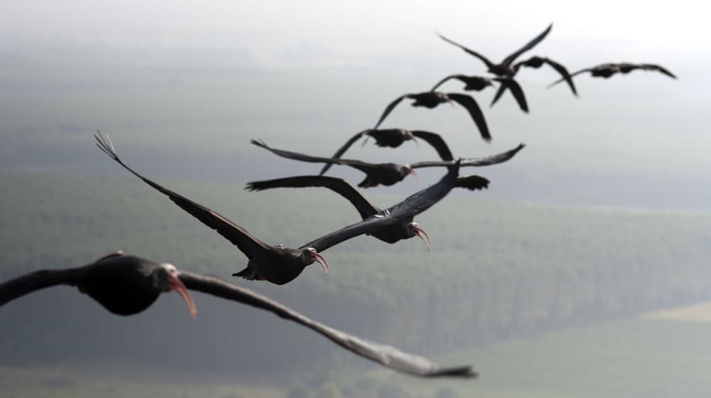 Juvenile Waldrappen beim Vogelzug.