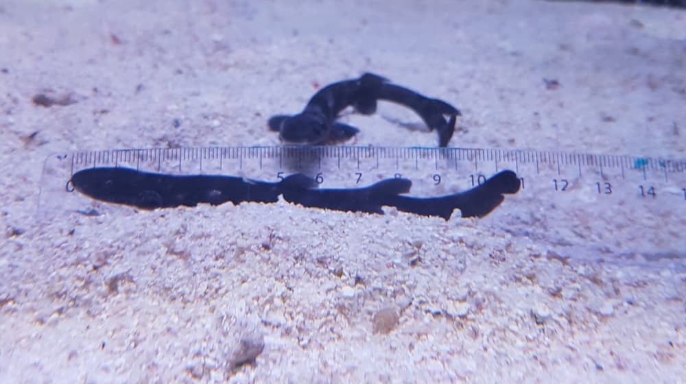 Junge Korallenkatzenhaie im Zoo Zürich
