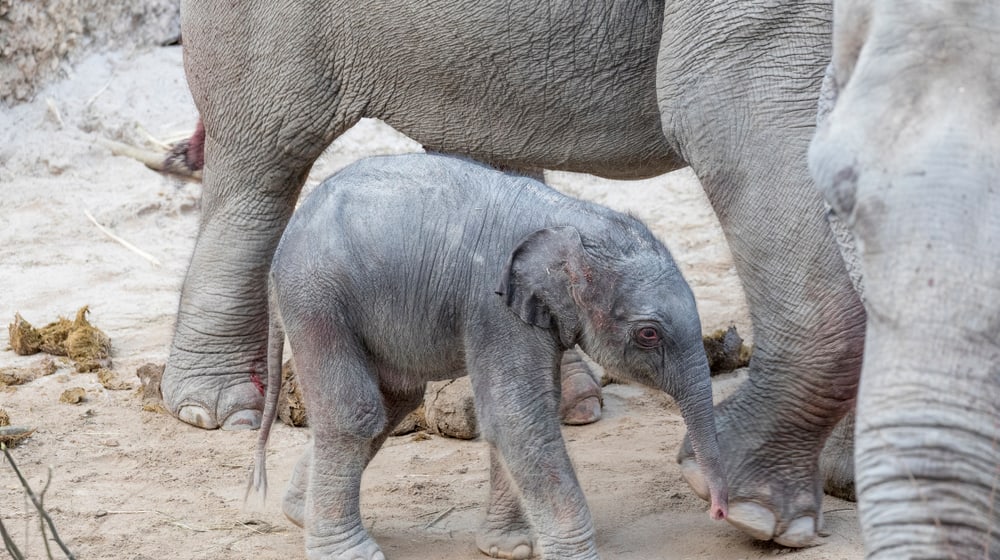 Elefantenbaby vom 25.2.2017 im Zoo Zürich