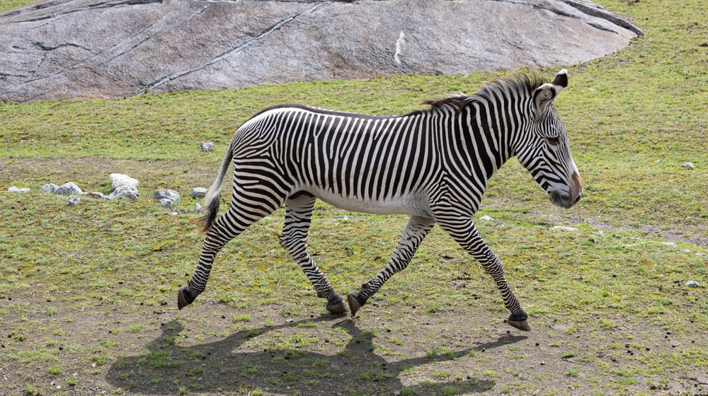 Grevyzebra-Hengst Rashidi auf der Lewa Savanne.