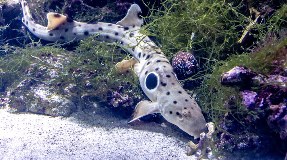 Epalettenhai