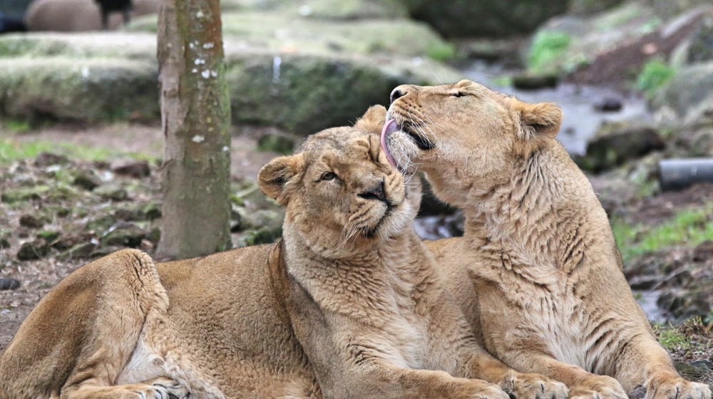 Asiatische Löwen Kalika (l.) und Jeevana im Zoo Zürich (2018).