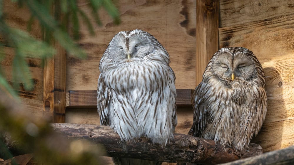 Habichtskäuze im Zoo Zürich.