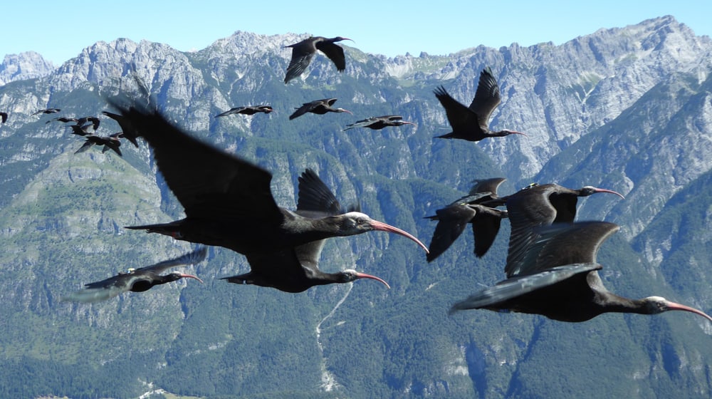 Juvenile Waldrappen beim Vogelzug.