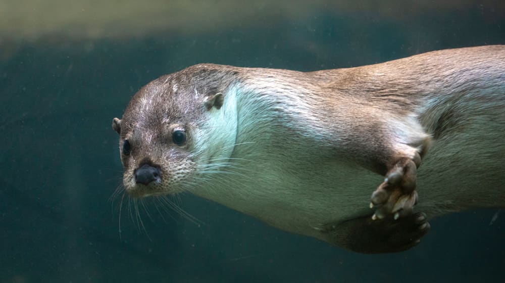 Europäischer Fischotter im Zoo Zürich.