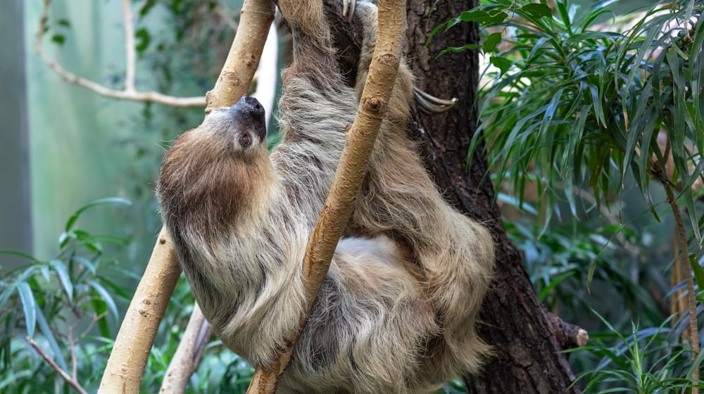 Zweifinger-Faultier im Exotarium des Zoo Zürich.