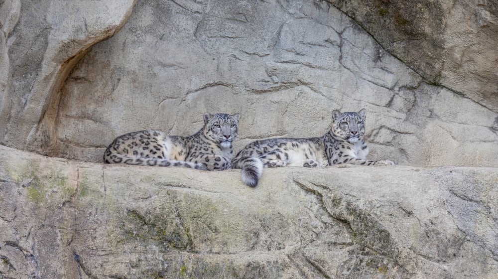 Schneeleoparden Shahrukh und Saida im Zoo Zürich.