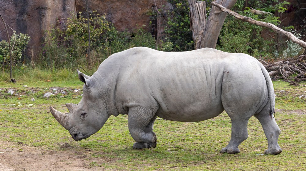 Breitmaulnashorn Kimba
