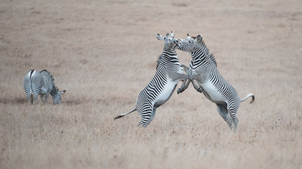 Grevyzebras im Lewa Wildlife Conservancy in Kenia.