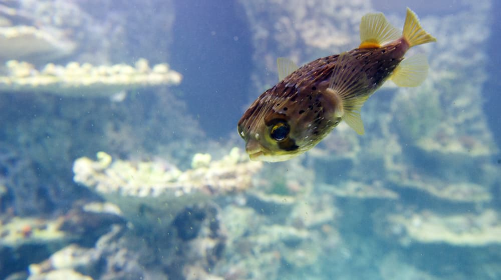 Brauner Igelfisch im Aquarium des Zoo Zürich.