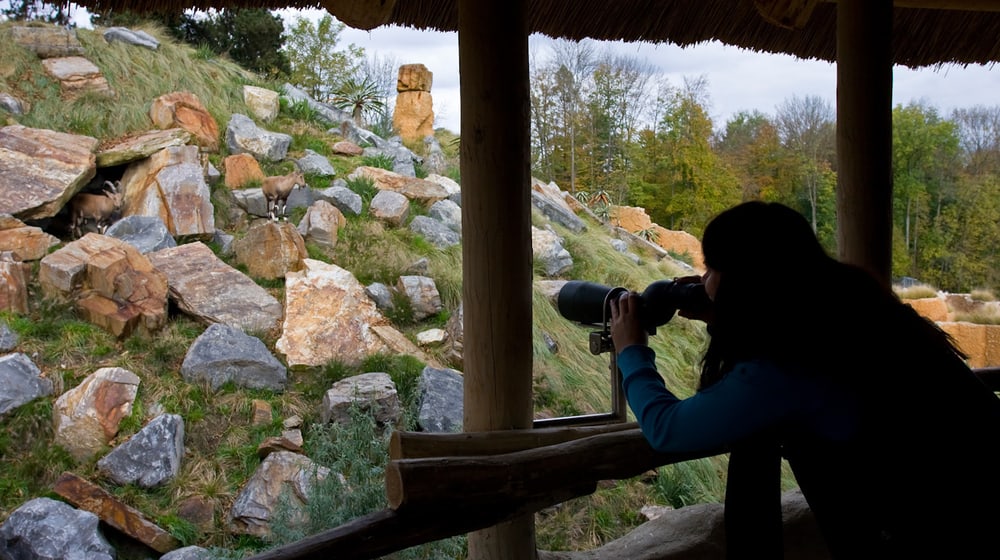 Cordula Galeffi beobachtet im Semien Gebirge mit einem Feldstecher Nubische Steinböcke.