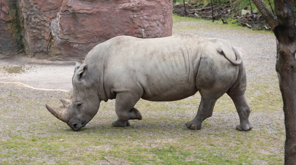 Breitmaulnashornbulle Kimba auf dem Winterplatz der Lewa Savanne.