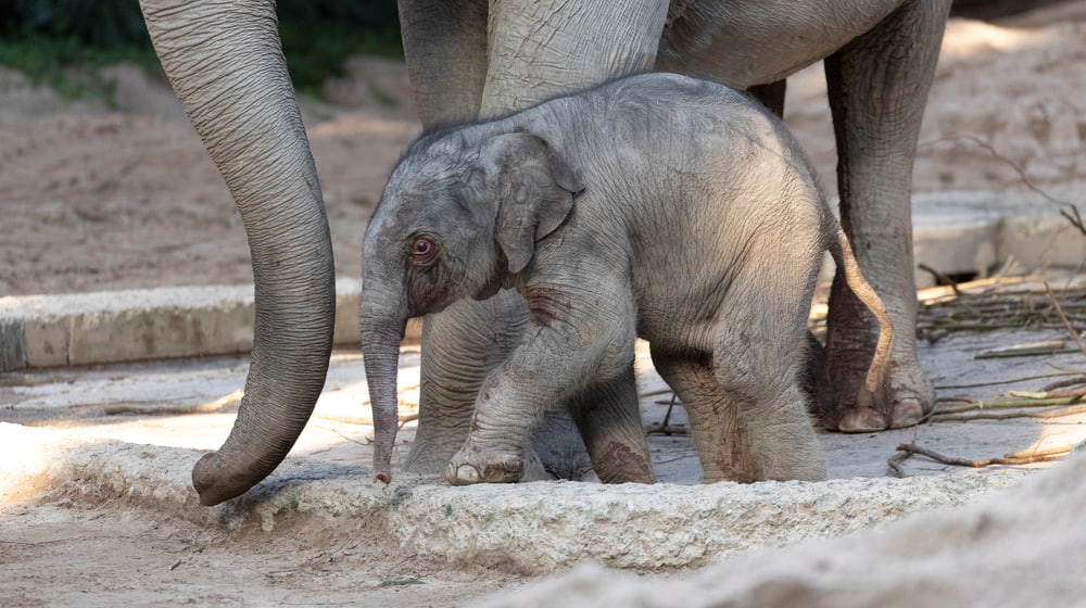Junger Elefantenbulle Umesh im Zoo Zürich.