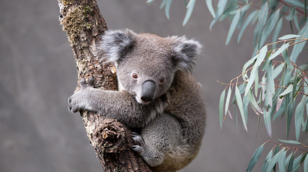 Koala in der Australienanlage im Zoo Zürich.