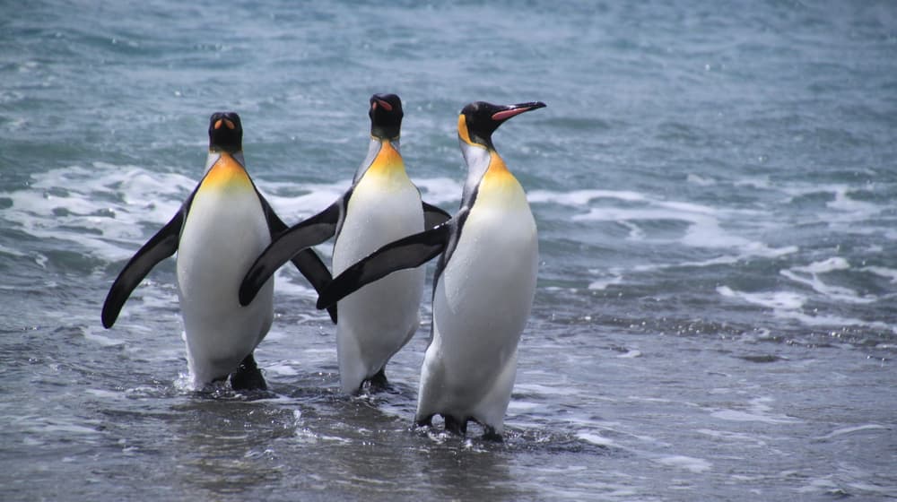 Königspinguine in der Antarktis