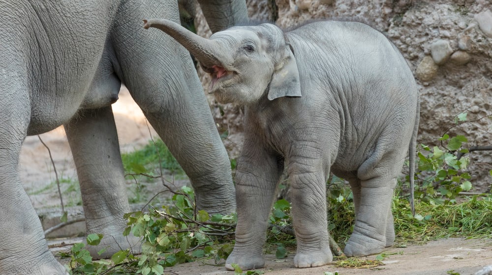 Asiatischer Elefant Ruwani im Elefantenpark des Zoo Zürich