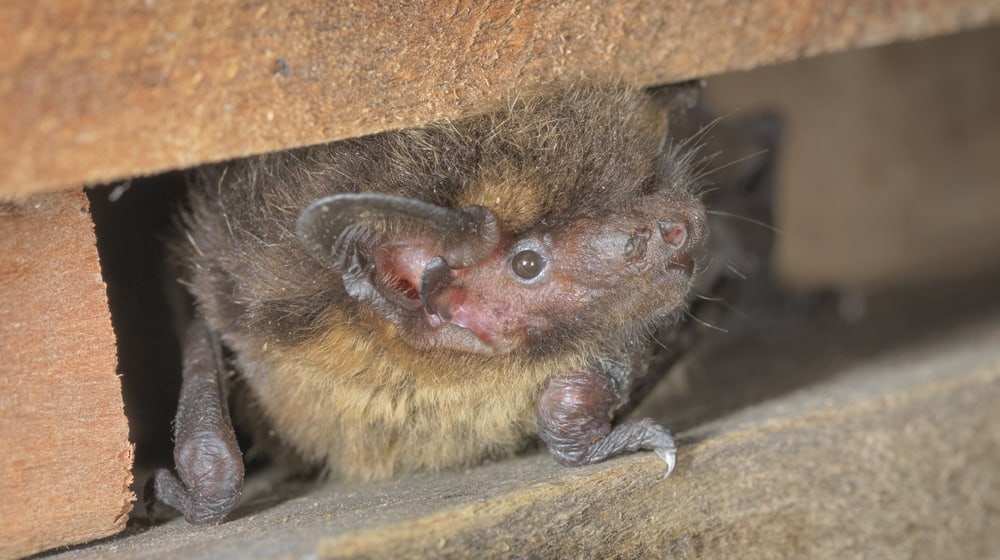 Nordfledermaus.
