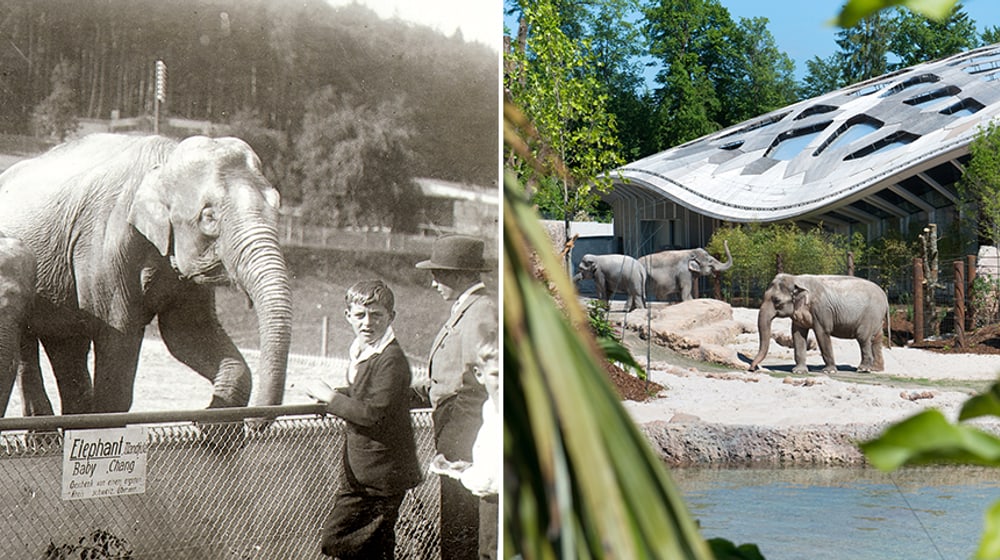 Historische Aufnahme aus dem Zoo Zürich.