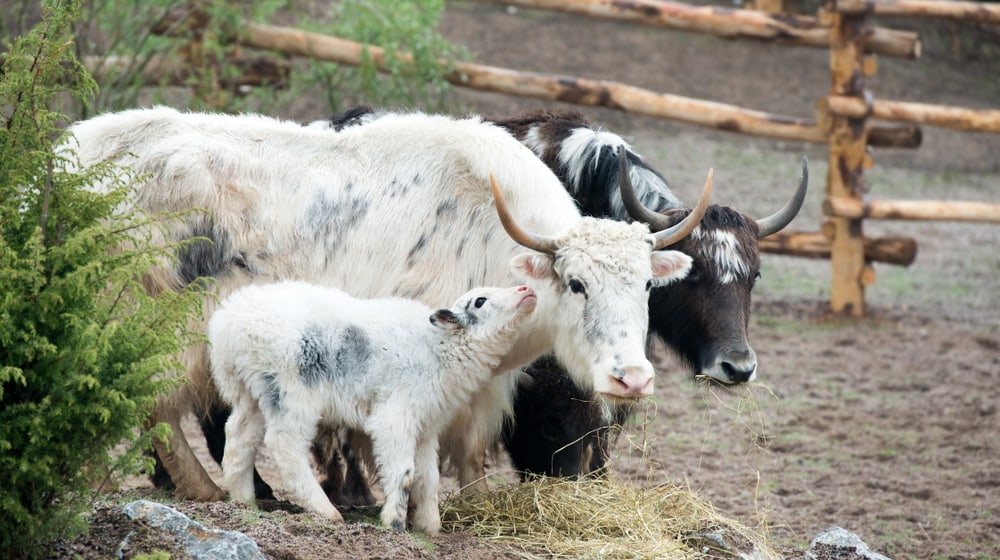 Mongolische Steppe im Zoo Zürich