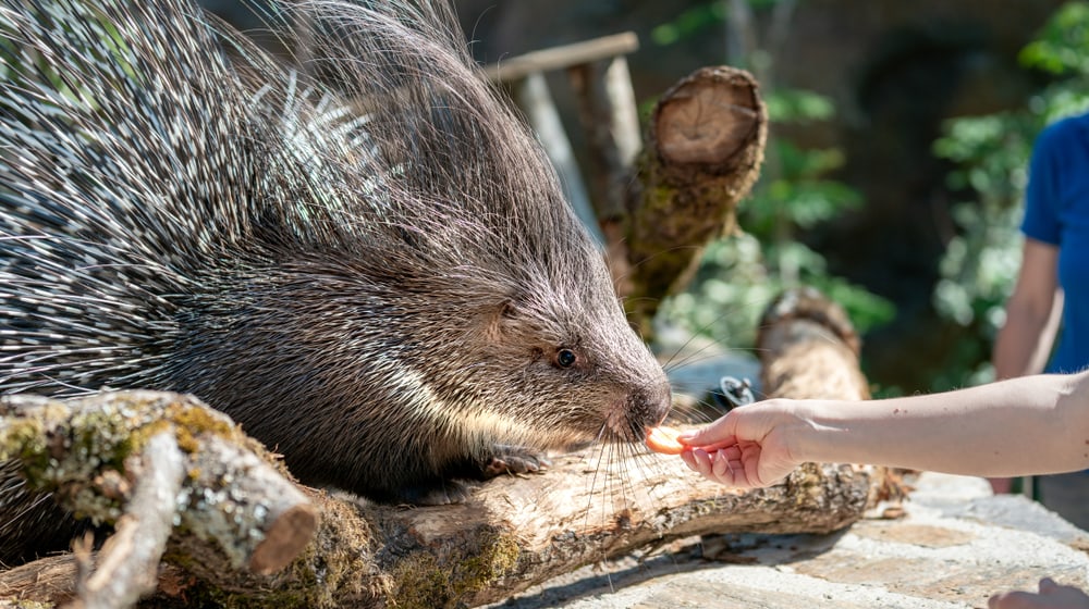 Tiererlebnis Stachelschweinfütterung in der Lewa Savanne des Zoo Zürich.