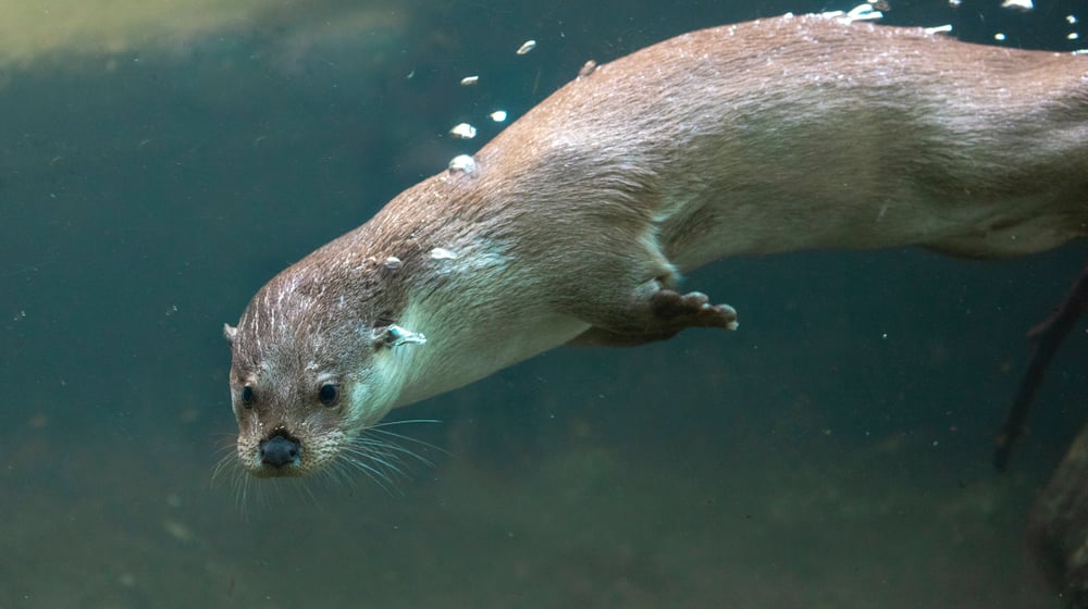 Europäischer Fischotter Tom im Zoo Zürich.