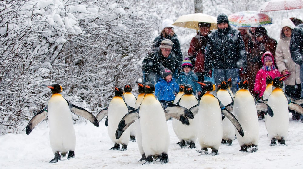 Pinguinparade im Zoo Zürich